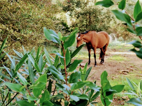Click the photo for more details of Esporles Equestrian Estate, Esporles Equestrian Estate, SW Mallorca
