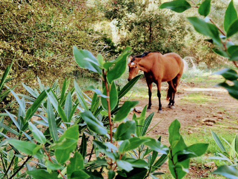 Images for Esporles Equestrian Estate, Esporles Equestrian Estate, SW Mallorca