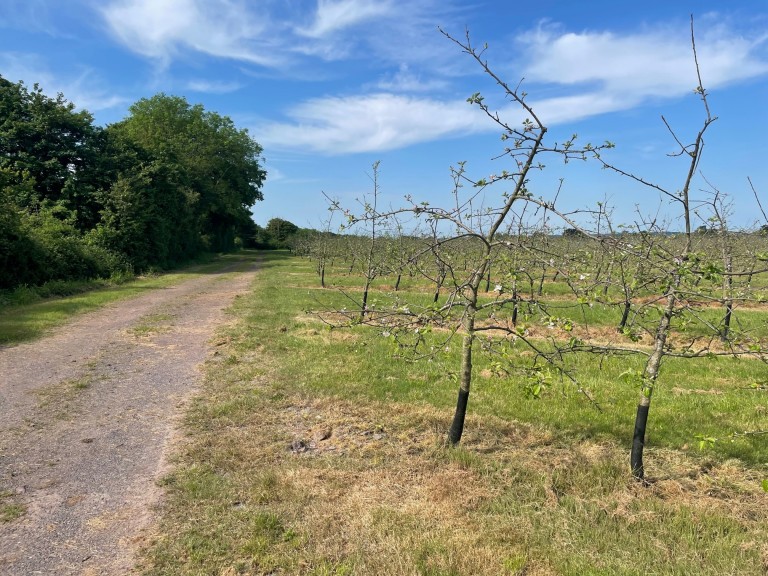 Images for Cider Orchard at Hornblotton, Shepton Mallet, Somerset