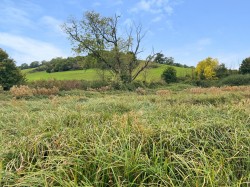 Images for Burcott Lane, Burcott, Somerset