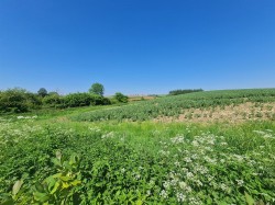 Images for Poyntington, Sherborne, Dorset