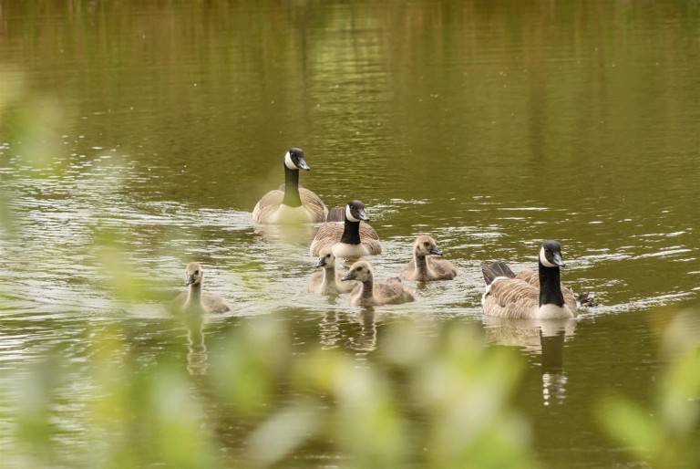 Images for Tregony