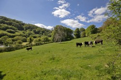 Images for Branscombe, Seaton