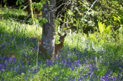 Images for Burnside, Aultbeag Road, Grandtully, Aberfeldy